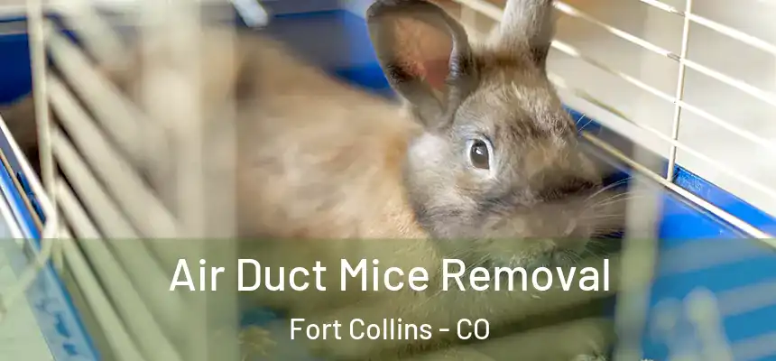 Air Duct Mice Removal Fort Collins - CO
