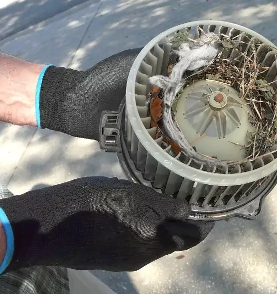 About Air Duct Rat Removal in Fort Collins, CO